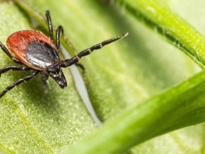 Не стоит расслабляться: в Кировской области не спадает активность клещей