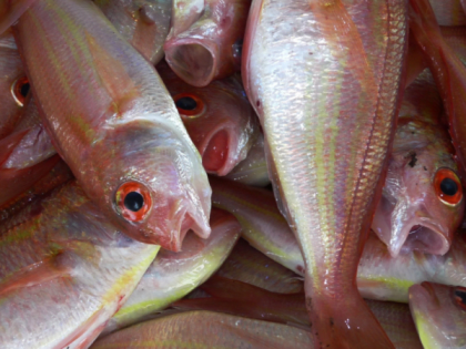 Опасные паразиты в рыбе: как защитить себя от заражения
