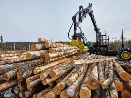 Александр Соколов поручил передавать следователям сведения о лесопереработчиках-нелегалах