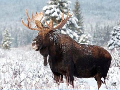 В Кировской области за один месяц под колеса автомобилей попали заяц и два лося