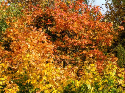 Стало известно, какая погода ждет кировчан 2 октября