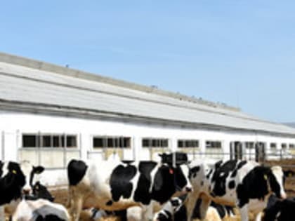 Кировские производители молочной продукции рассказали, останутся ли жители региона без сметаны