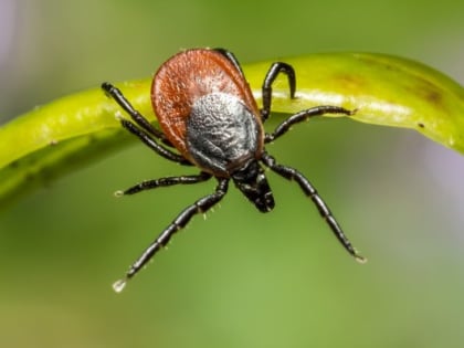 В Кировской области за полгода выявили 118 случаев клещевого боррелиоза