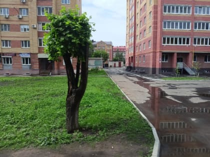 В Кирове проведут гидропосев газонов
