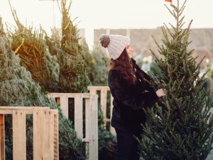 Кировчане скоро смогут приобрети живую елку