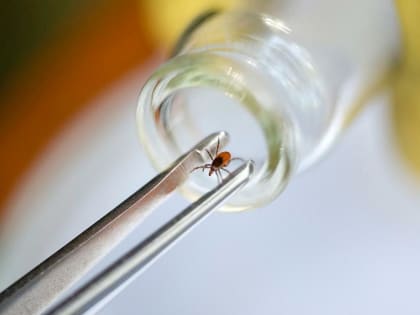 В Кировской области зарегистрирован первый укус клещом в наступающем сезоне