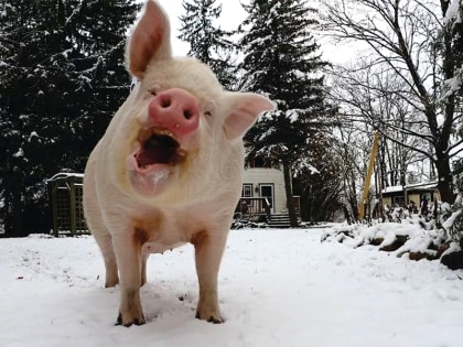 Жителям сельских территорий города Кирова дадут денег за отказ от свиней