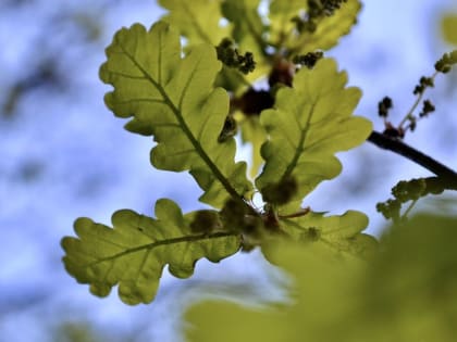 Кировский Дуб: Древний Ботанический Памятник Природы