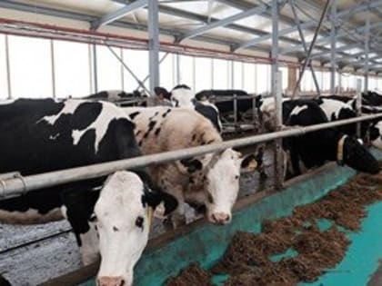 Кировская область — в пятерке лидеров по приросту производства молока