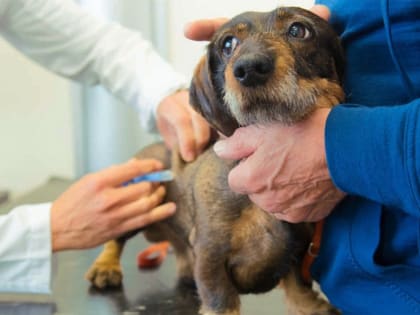 В Кирове стартует месячник вакцинации собак и кошек от бешенства