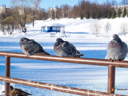 Прогноз на 27 февраля: кировчан ждет теплый и ветреный день