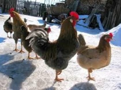 15 января кировчанам советуют не открывать окна, не выбрасывать крошки хлеба, не стричься