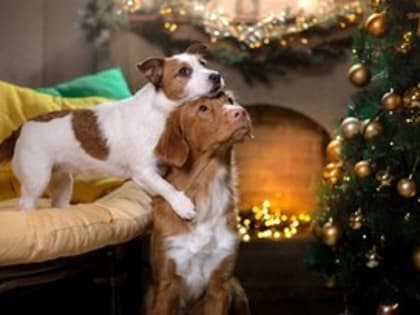 8 января кировчанам советуют выбросить битую посуду, не мыть полы в доме, не повышать голос