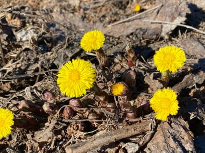 Метеорологи рассказали, когда ждать весну