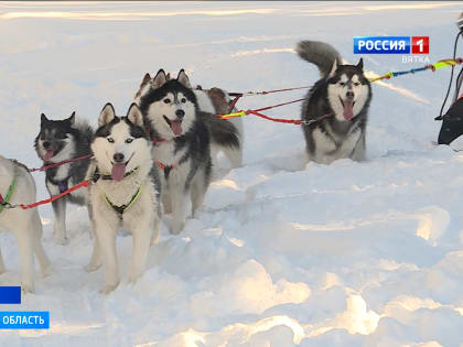 В Кировской области прошли гонки на собачьих упряжках