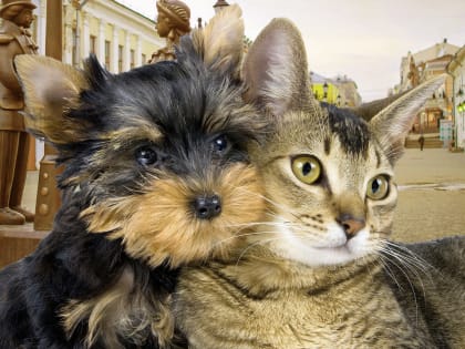 Кировские кошатники любят кофе, селёдку и поспать