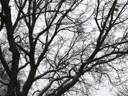 Рабочая неделя порадует зимней прохладой