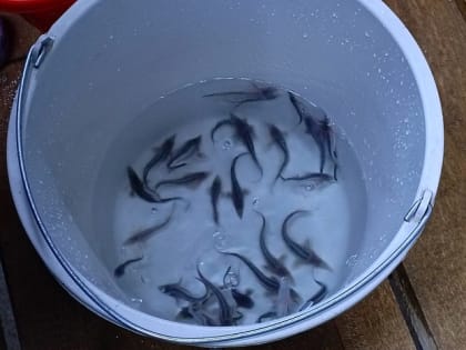 Вятка: Новый завод по производству