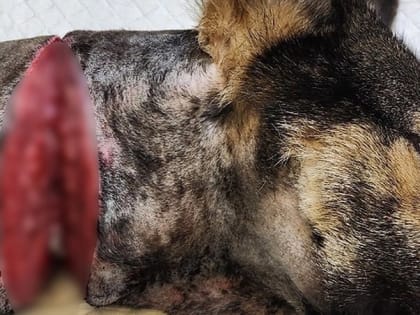 Спасение собаки Мирты: героизм ветеринаров в Кирове