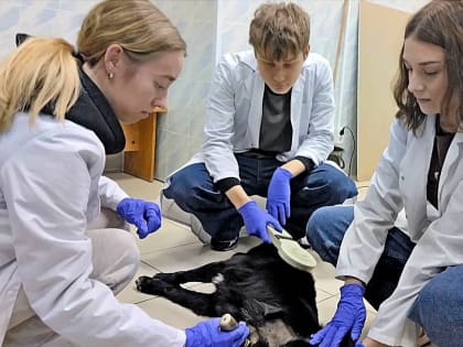 Первая практика ветеринаров колледжа