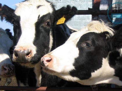 Новые правила маркировки ветеринарных препаратов в Кировской области