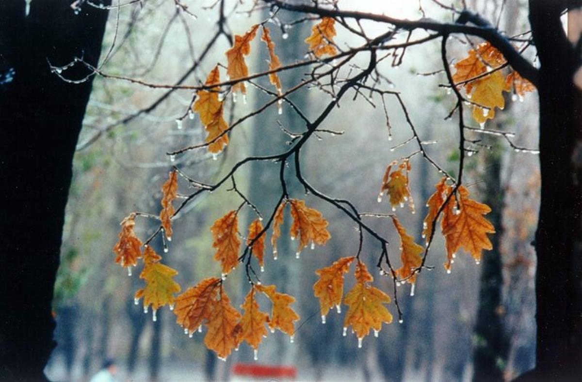 Осень снег с дождем