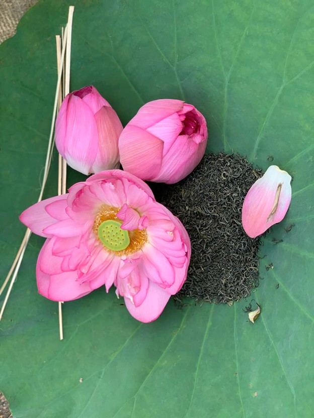 Hoa sen Bách Diệp Tây Hồ