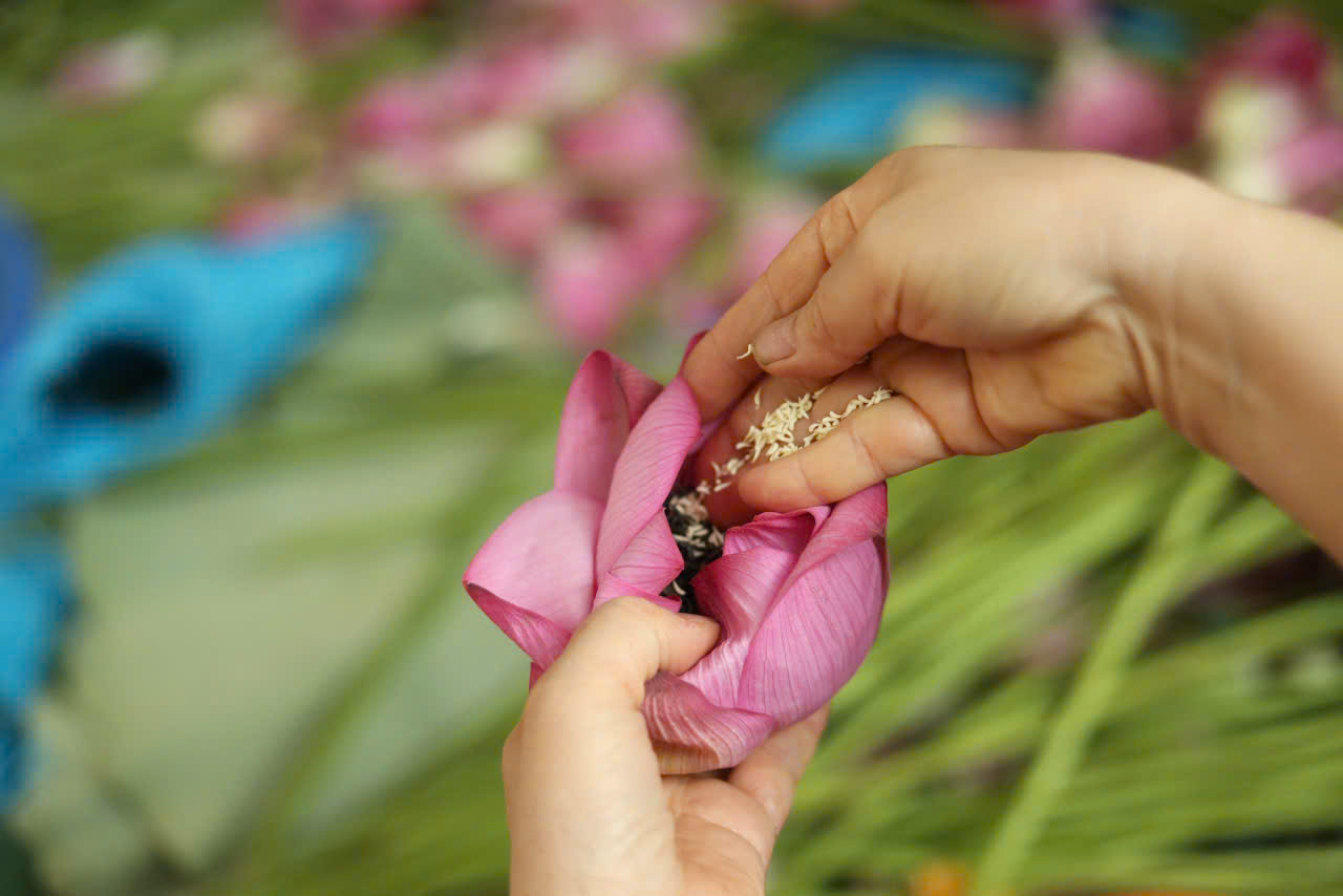Hộp Trà Sen Thăng Hoa – Móc Câu