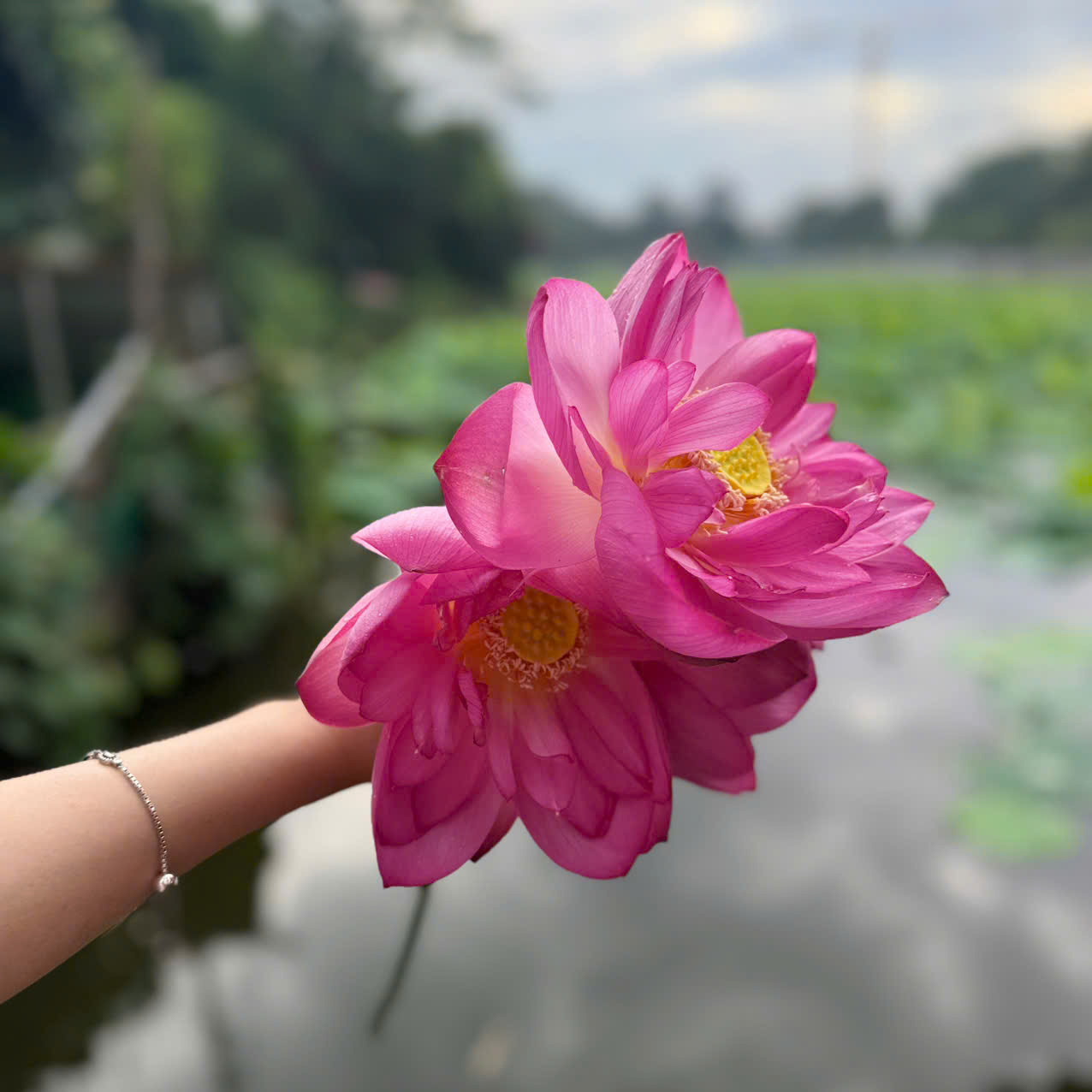 Nghệ thuật ướp trà sen truyền thống kết hợp công nghệ sấy thăng hoa hiện đại