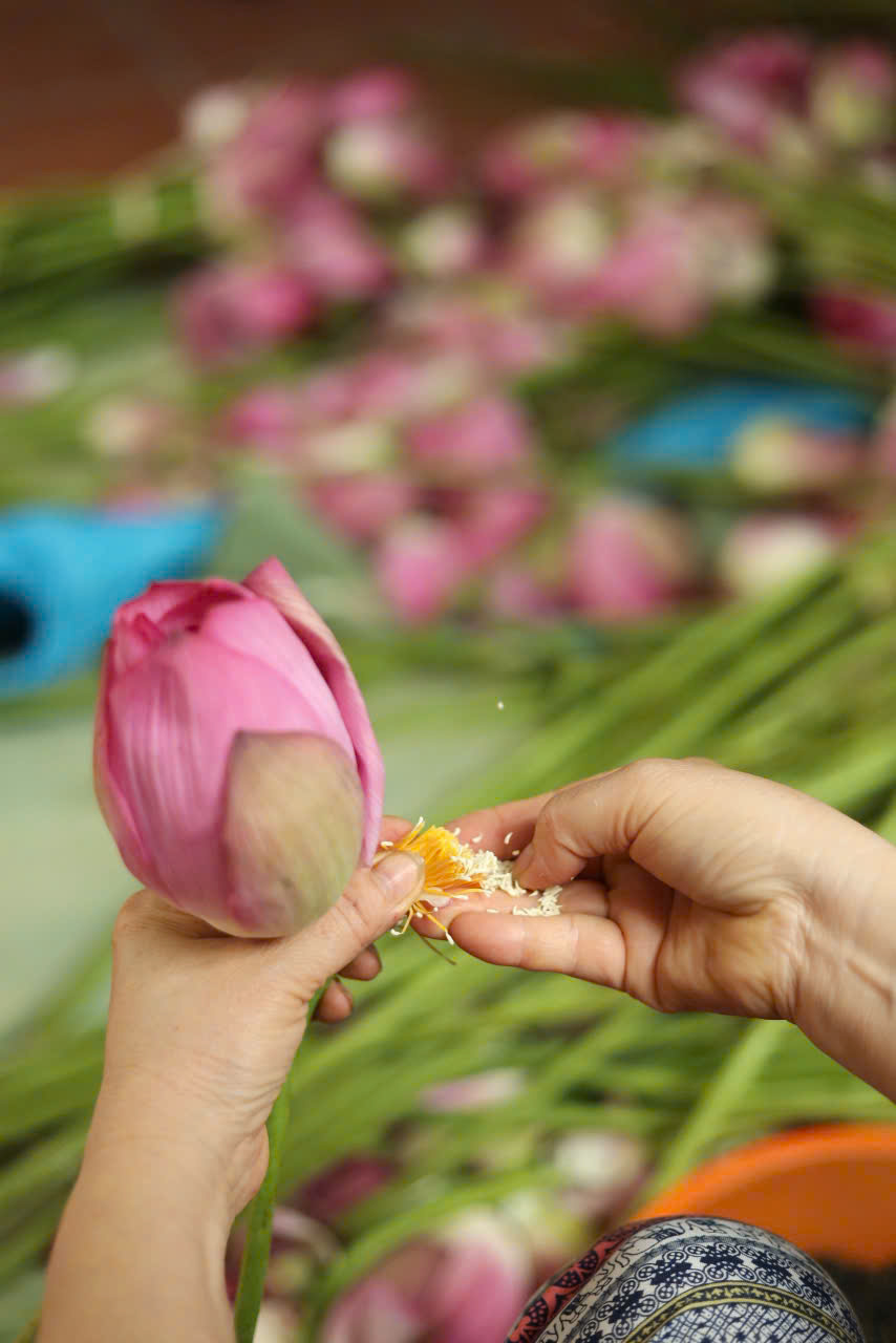 Hộp Trà sen Sấy thăng hoa - Nõn Tôm