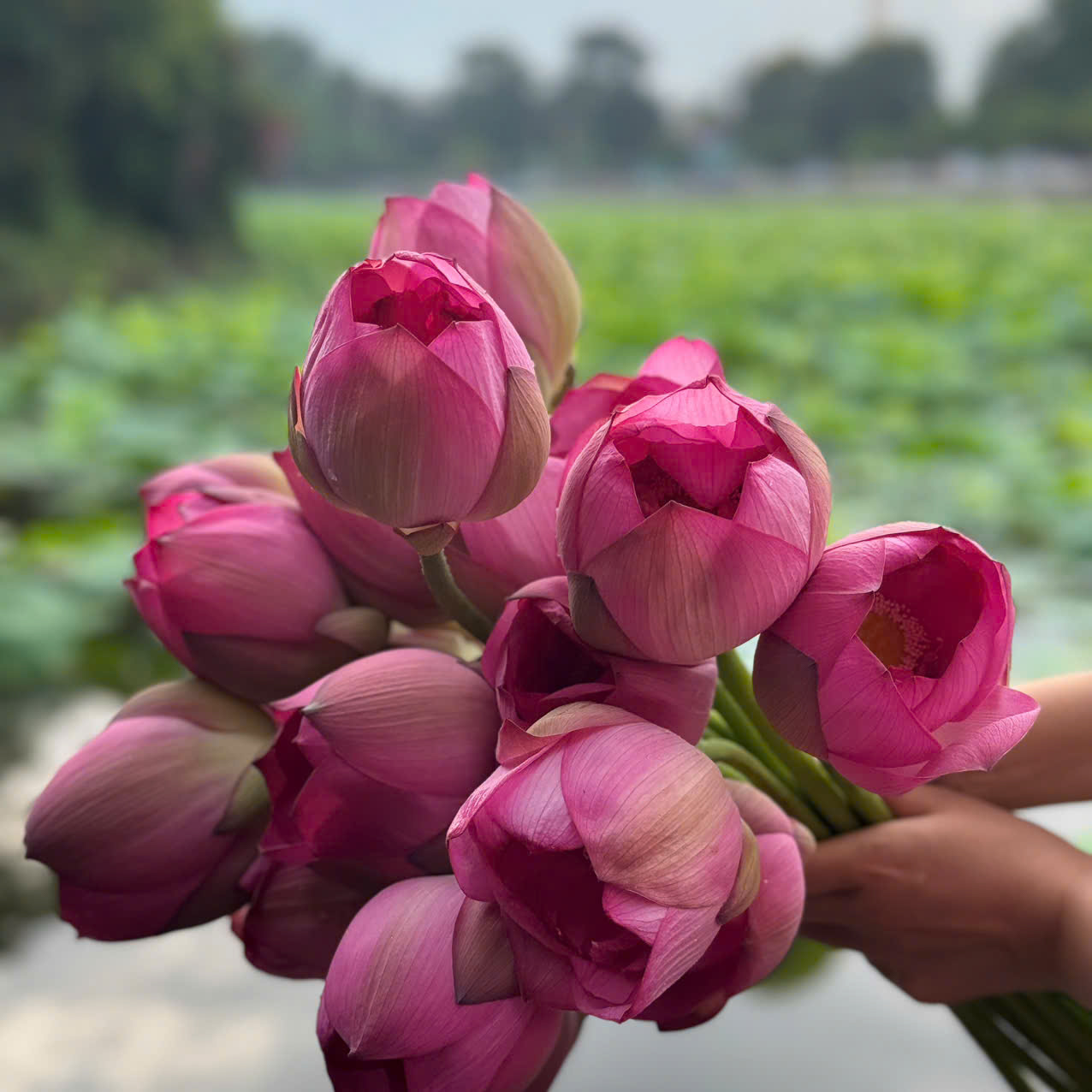 Nghệ thuật ướp trà sen truyền thống kết hợp công nghệ sấy thăng hoa hiện đại
