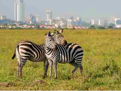 Zebras grazing in grassland with Nairobi city skyline in background