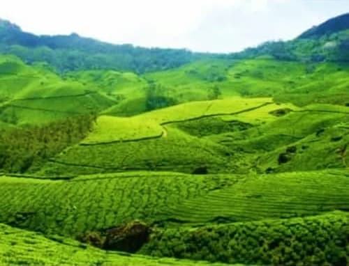 Lush green tea plantations rolling across mountainous hills in Munnar, Kerala