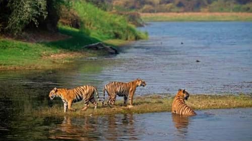 Tadoba
