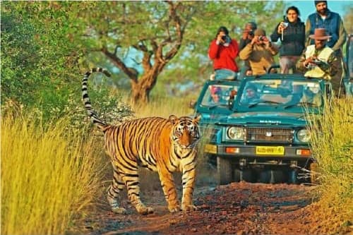 ranthambore_1