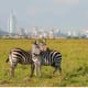 Zebras grazing in grassland with Nairobi city skyline in background
