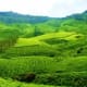 Lush green rolling hills and tea plantations in Munnar, Kerala with mountains in the background