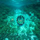 Aerial view of a circular shipwreck surrounded by turquoise coral reef waters in the Gili Islands, Lombok