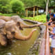 Elephant using trunk to interact with visitors at wooden railing beside water pool in zoo setting