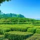 Expansive green tea plantations on hillside with workers harvesting, mountains visible in background under clear blue sky
