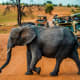 African elephant walking across red dirt road with safari vehicles and tourists observing in Tanzania savanna