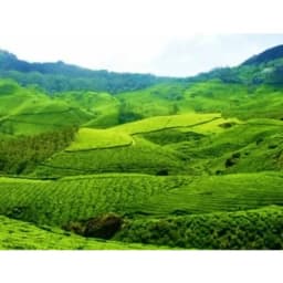 munnar_01