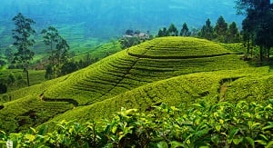 Transfer to Bentota, Stop at St. Clair's and Devon Waterfalls, and Kitulgala White Rafting