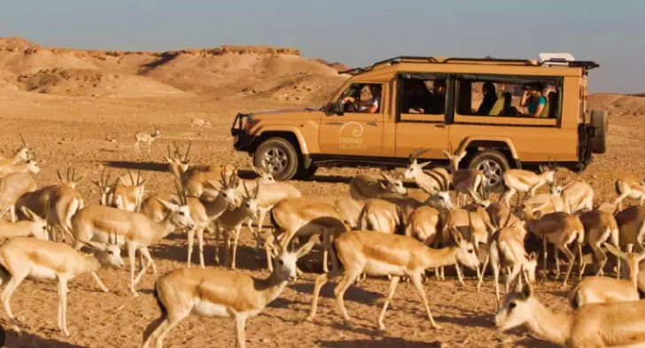 Sir Bani Yas, UAE