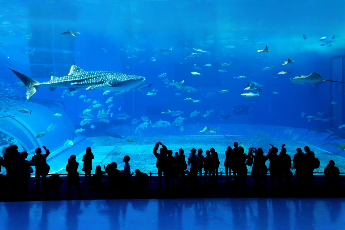 Dubai New Year Celebration with Burj Khalifa Fireworks View Dubai Aquarium