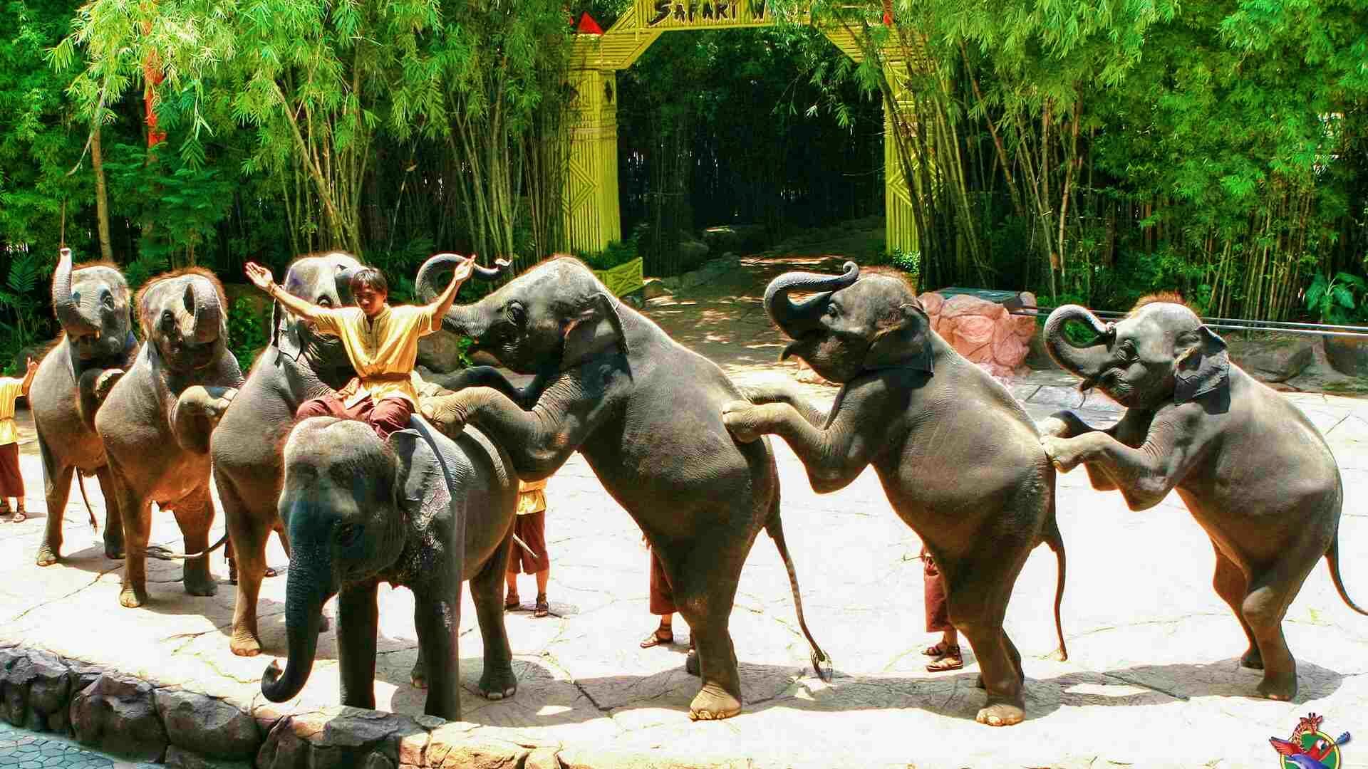 Safari World & Marine Park Adventure