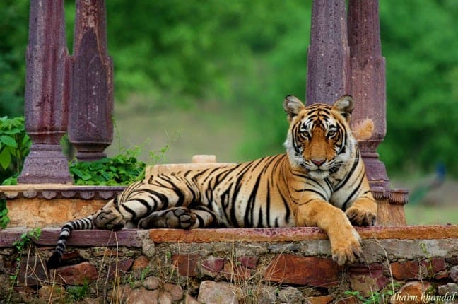 Jaipur – Ranthambore (200 Kilometers)