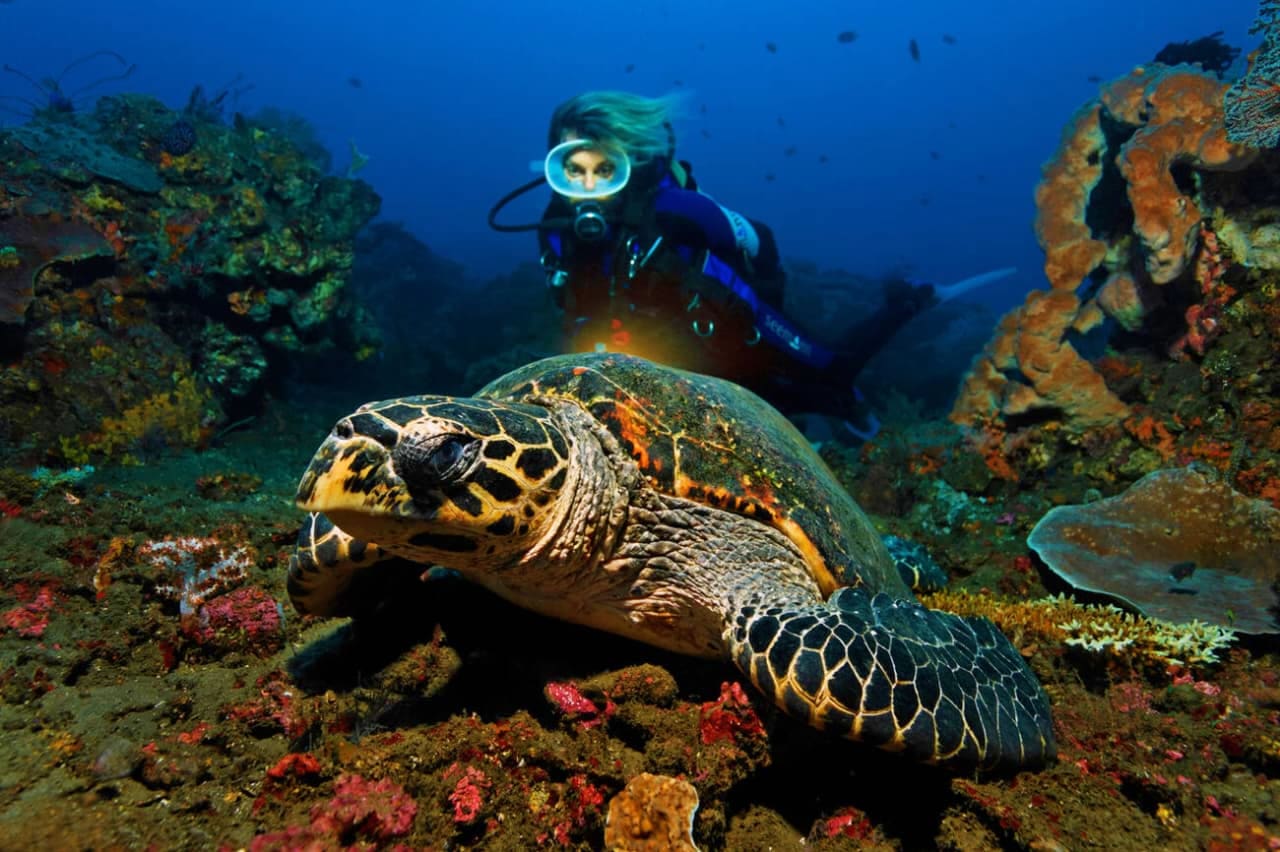  Turtle Island and Uluwatu Sunset Tour 