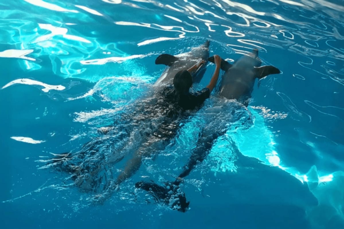 Dolphinarium In Pattaya