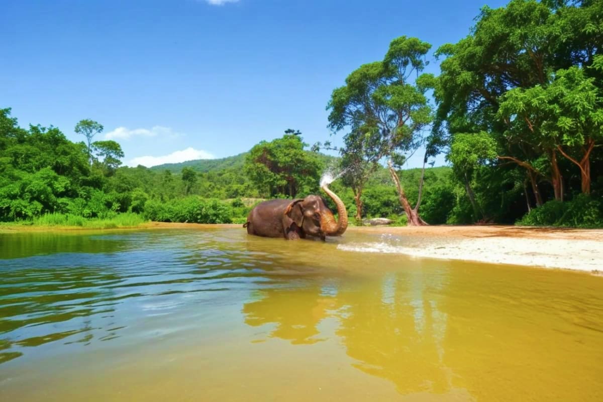 Pattaya Elephant Sanctuary Pattaya Elephant Sanctuary